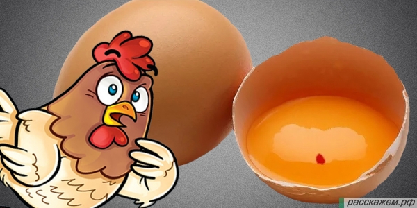 почему красное пятно в яйце, красное пятно на желтке, опасно ли красное пятно в яйце,откуда кровь в яйце